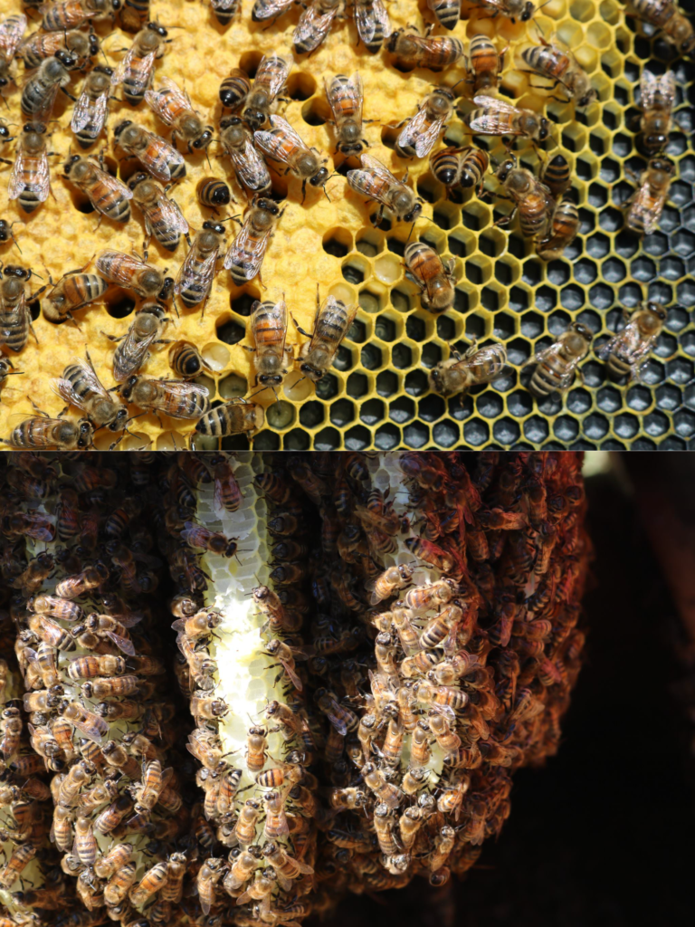 Why It Matters: Honeybees 4